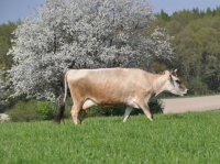 Jarní přírůstky na Tehově