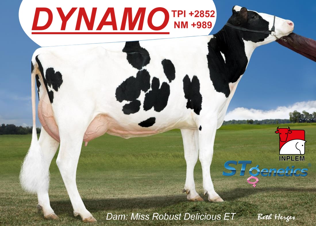 DYNAMO MISS ROBUST DELICIOUS ET