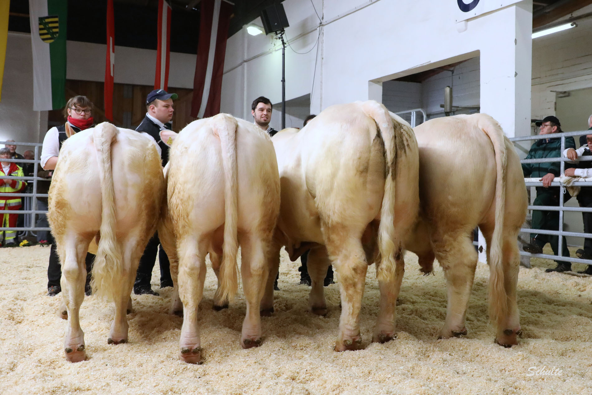 066 Ia Bullen Charolais