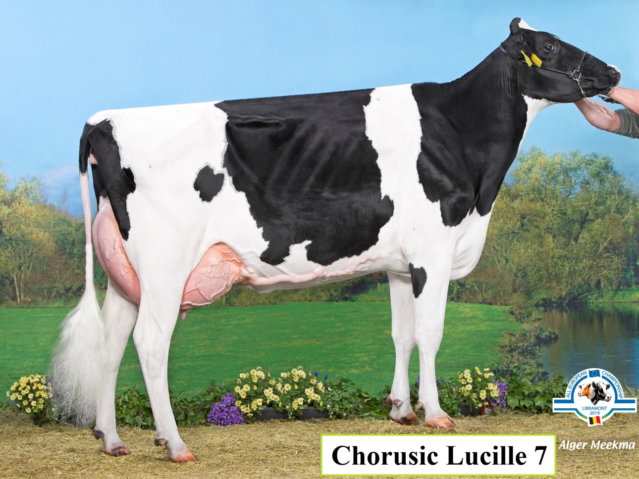 Chorusic Dreams Lucille 7 CZ433930921 EX91Dreams x Explode