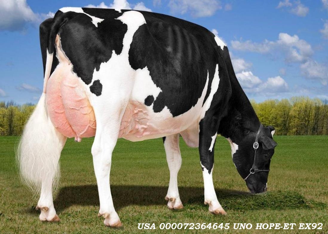 HOUSA000072364645 UNO HOPE ET EX92