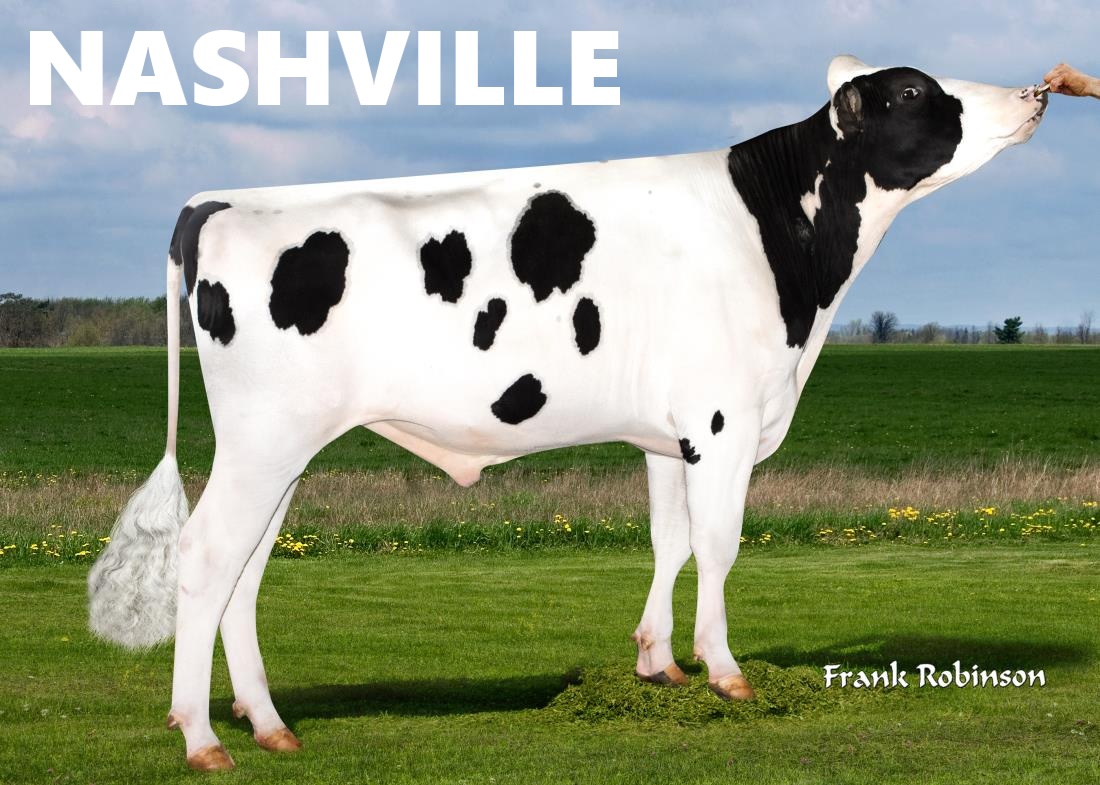 551HO03600Bull nashville