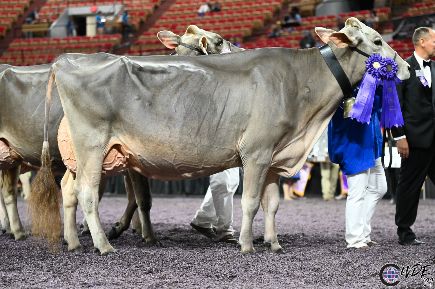 brown grand champion