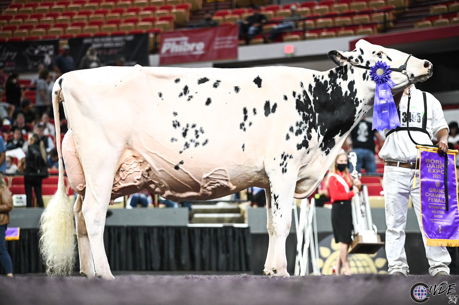 holstein grand champion