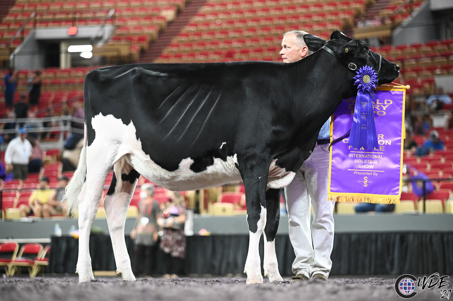 holstein junior champion