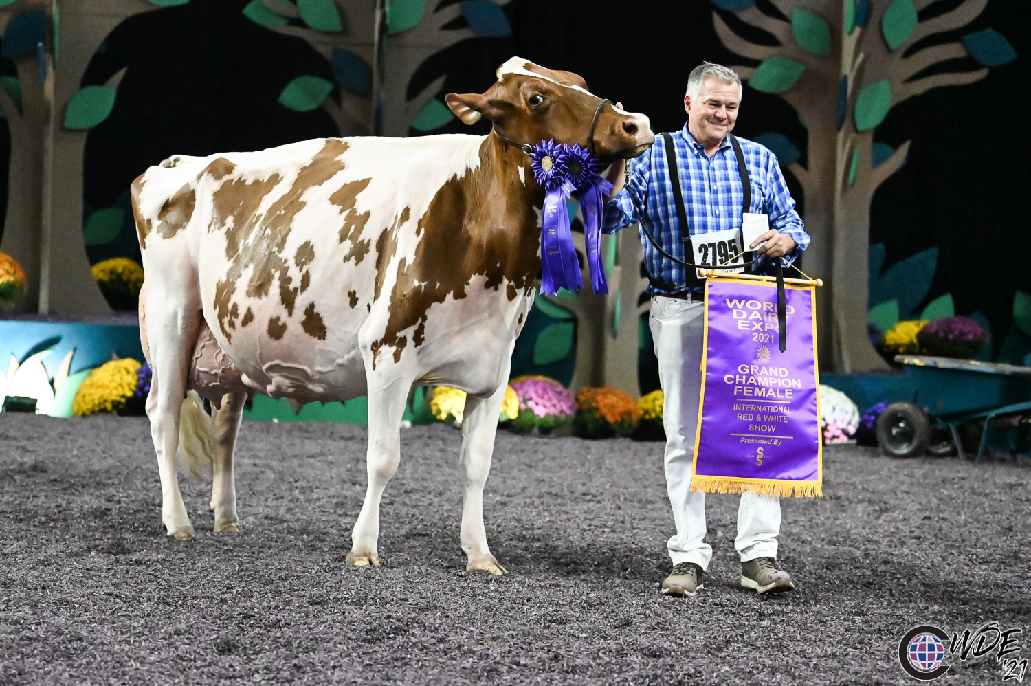 red grand champion