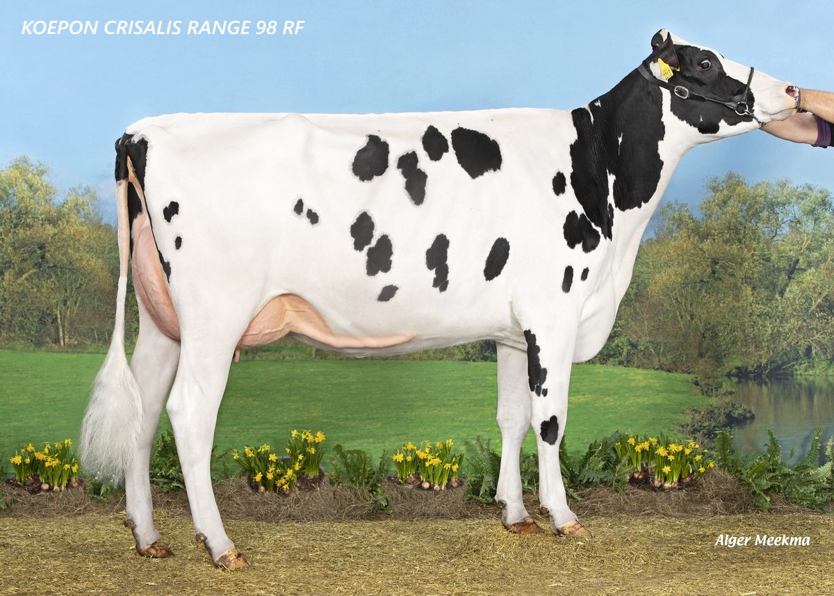 KOEPON CRISALIS RANGE 98 RF