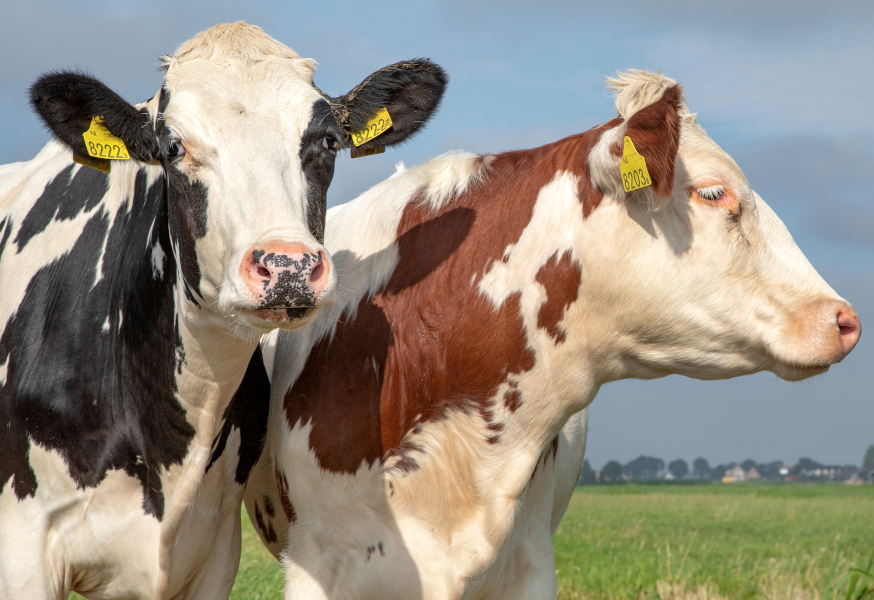 MC1R Telstar Holstein Duo 600px