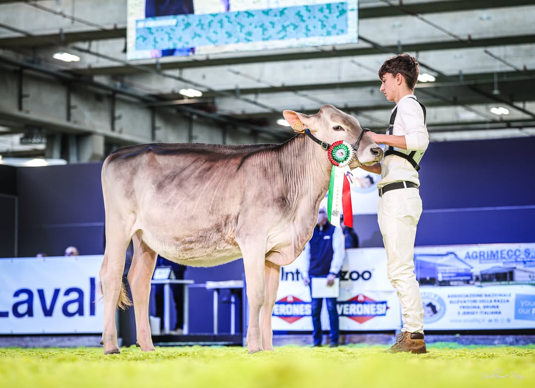 𝐕𝐞𝐫𝐨𝐧𝐚 𝐃𝐚𝐫𝐲 𝐒𝐡𝐨𝐰 𝟐𝟎𝟐𝟔𝐁𝐑𝐎𝐖𝐍 𝐒𝐖𝐈𝐒 𝐒𝐇𝐎𝐖2a. Categoria