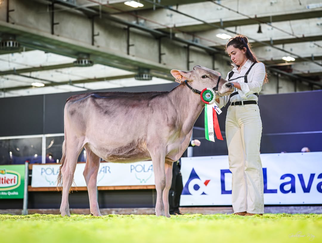 𝐕𝐞𝐫𝐨𝐧𝐚 𝐃𝐚𝐫𝐲 𝐒𝐡𝐨𝐰 𝟐𝟎𝟐𝟔𝐁𝐑𝐎𝐖𝐍 𝐒𝐖𝐈𝐒 𝐒𝐇𝐎𝐖2a. Categoria 1