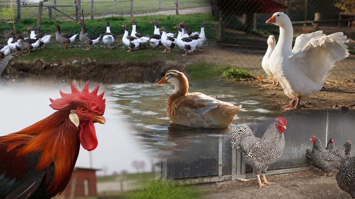 Drůbež na farmě