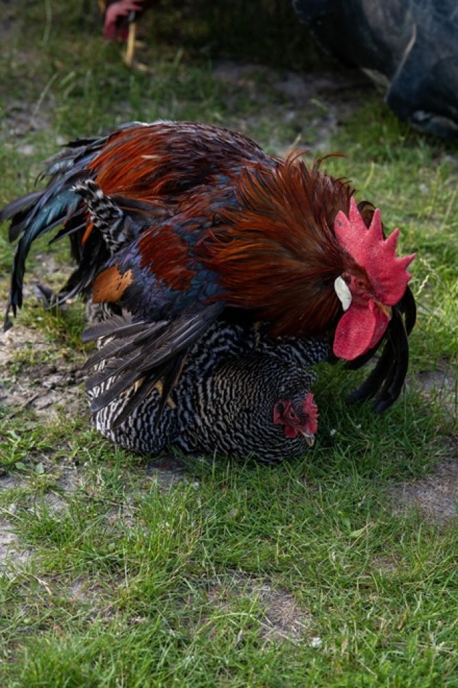 slepici-skok