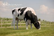551HO04795-Bull-Dominance-3LQ