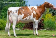 LANSKROUN-CZ-534862-953-DH-Doree-RED