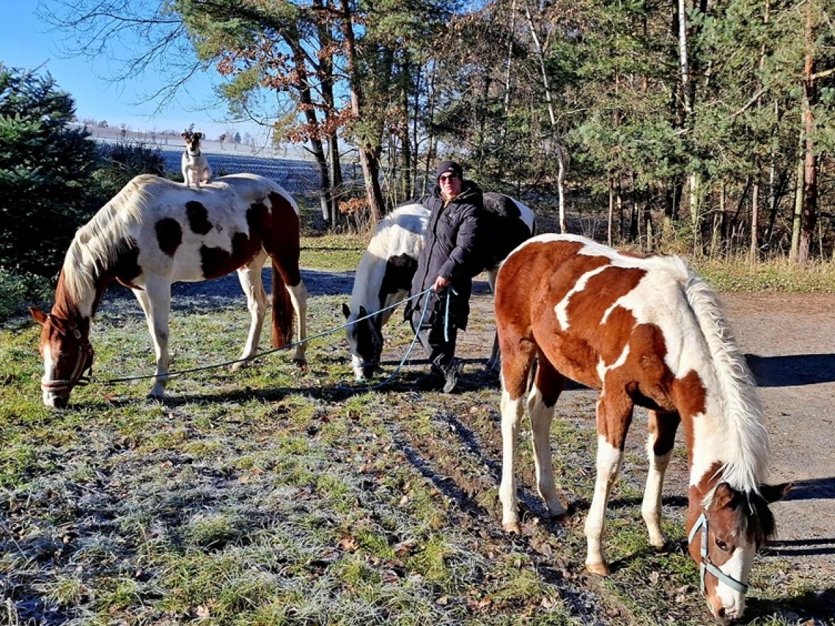 horses