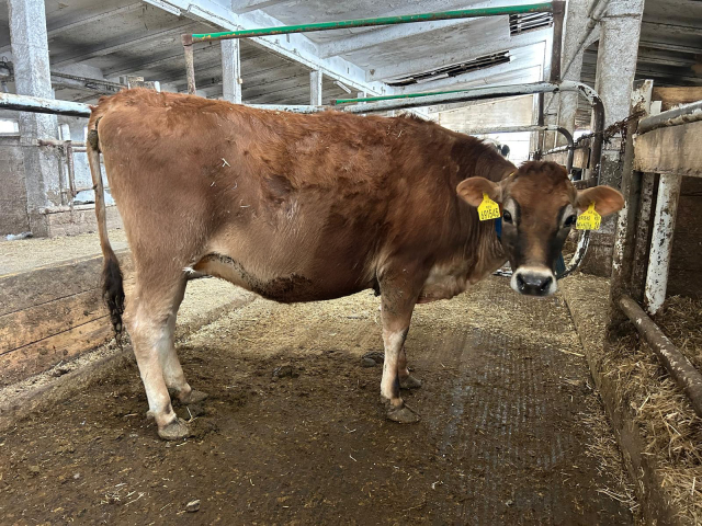 691545 921 Mirtilla 24