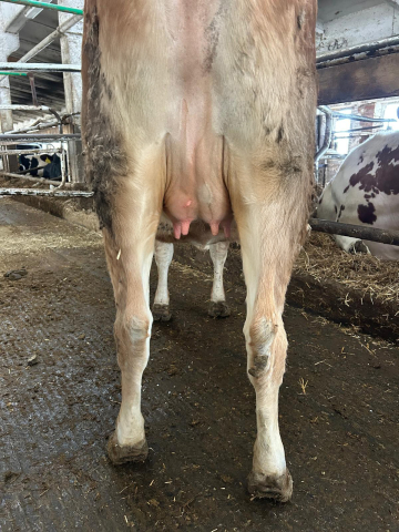 691545 921 Mirtilla 24