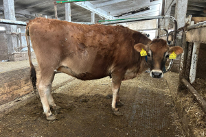 691545 921 Mirtilla 24