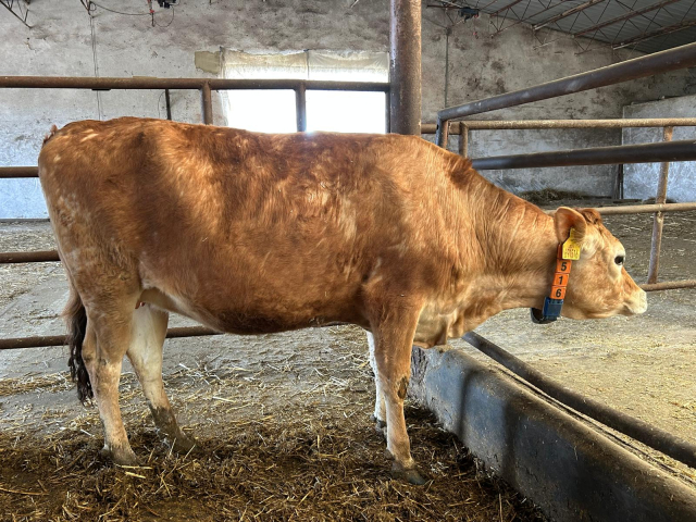 691516 921 Mirtilla 23