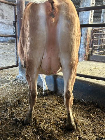 691516 921 Mirtilla 23