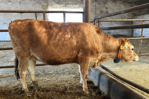 691516 921 Mirtilla 23