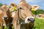 Je Brown Swiss plemeno kombinovaného typu?