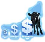 Beef on Dairy: Význam a aktuální situace
